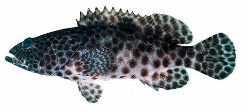 Greasy grouper. Сальный групер