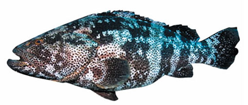 Malabar grouper. Малабарский групер