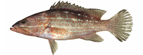 Slender grouper. Стройный групер