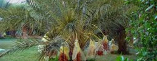 Ученые из РФ, Египта и Германии предложили простой способ определения пола финиковых пальм