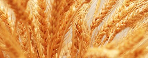 Египет закупил 120 тыс. т украинской и румынской пшеницы