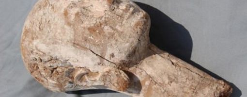 В Египте нашли 4000-летнюю голову