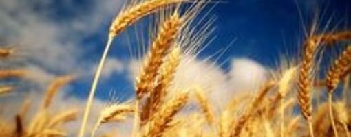 Пшеница ЕС: США в Египте помогли парижской бирже