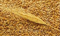 Россия поможет Египту зерном