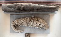 В Египте нашли мумифицированный древний зоопарк 