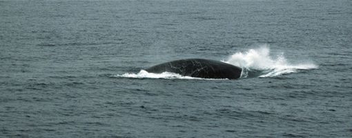 Экологов удивило появление синего кита в Красном море  
