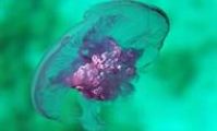 медуза красного моря египет