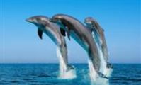 Дельфины Красного Моря