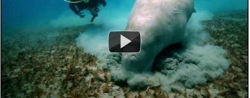 Видео. Морская корова. Египет