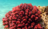 Кораллы красного моря