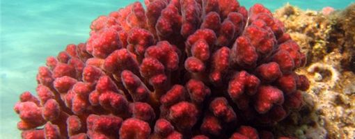 Кораллы красного моря