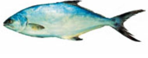 Косоглазая рыба, Красное море