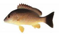 Каталог рыб Красного моря: луцианы чернохвостые