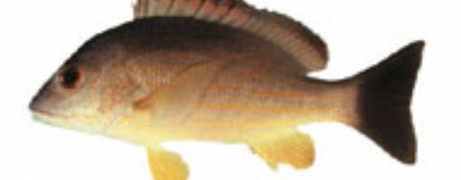 Каталог рыб Красного моря: луцианы чернохвостые