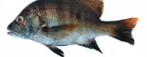 Каталог Рыбы Красного моря - рифовые окуни - луциан-дори