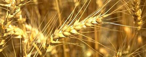 Пшеничный тендер в Египте. Пшеничный хлеб. Импорт пшеницы