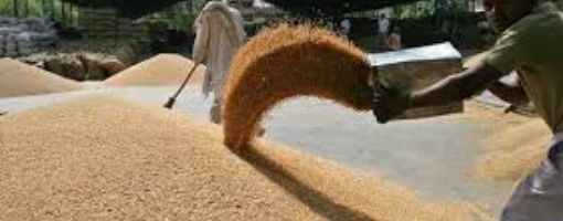 Египет планирует собирать два урожая пшеницы в год 