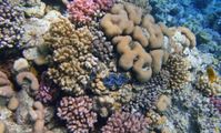 возраст коралловых  рифов в Красном море