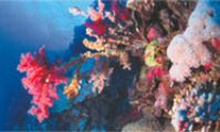 Дайвинг в Красном море, Атлас рыб, мест для ныряния