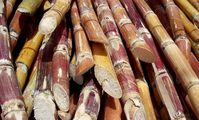 Сахарный тростник в Египте. Завод в Египте
