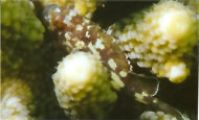 Желто-пятнистый скорпион. Рыба. Красное море
