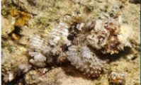 Бородатая скорпион-рыба. Красное море