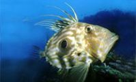 Каталог Рыб Красного моря: Рыба-Солнечник