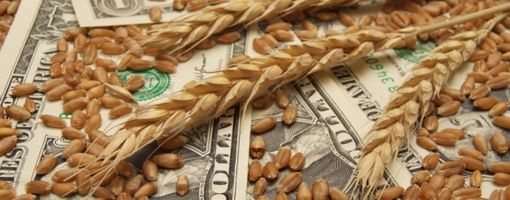 Цена закупки пшеницы у египетских фермеров будет выше мирового уровня