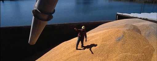 Каир после отмены "нулевой спорыньи" приобрел на аукционе 240 тыс тонн пшеницы из РФ