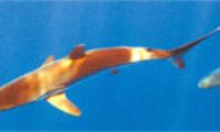 Акулы Красного моря