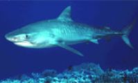 Тигровая рифовая акула, Красное море