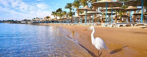 Возобновление рейсов на курорты Египта позволит снизить цены на туры Прогноз: минимальная стоимость турпакетов составит от 35 тысяч рублей  