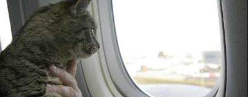 Кошка в самолете