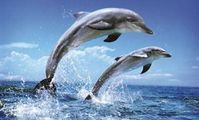 Дельфины в Египте
