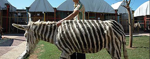 Раскрашенный осел "работал зеброй" в египетском зоопарке