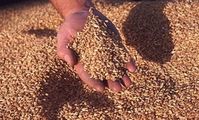 Пшеница в Египте