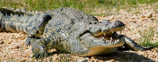 Египет может начать экспорт крокодилов в 2020 году