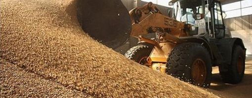 СМИ сообщили об изъятии в Египте 18 тыс. тонн непригодной пшеницы из России