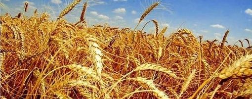 Египет: в госфонд закуплено более 1 млн. тонн пшеницы
