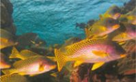 Сладкогубы. Рыбы Красного моря - Атлас электронный