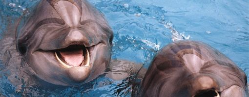 Дельфины в Красном море. Погода в Мае