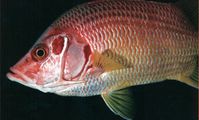 Рыба белка, Красное море