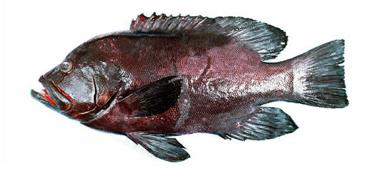 Redmouth grouper. Красноротый групер