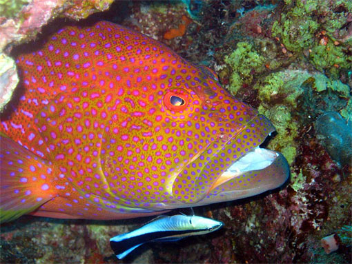 Гигантский групер красное море