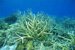 Кораллы в Красном море