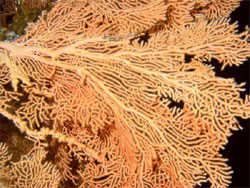 Кораллы в Красном море