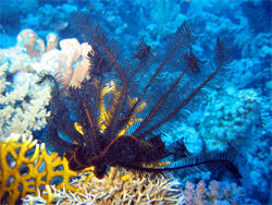 Коралловые рифы в Красном море