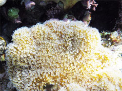 Морские коралловые рыбы