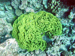 Коралловые рифы в Красном море