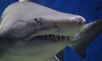 В Красном море акула выпрыгнула из воды и откусила пятку мужчине